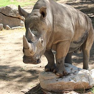 Africa - Southern White Rhino