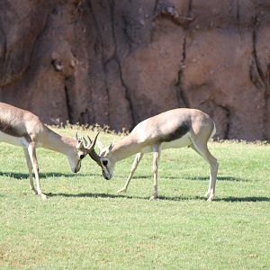 Africa - Speke's Gazelle