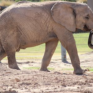 Expedition Tanzania - African Elephant