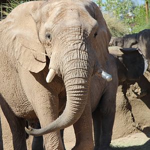 Expedition Tanzania - African Elephant