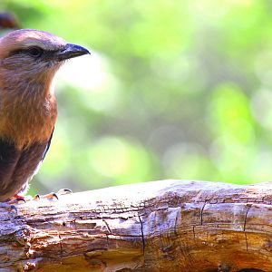 Flight Connection Aviary - Blue Bellied Roller