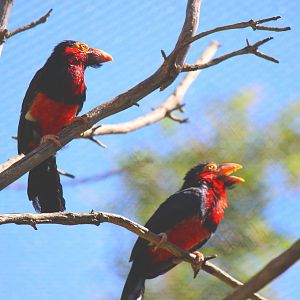 Flight Connection Aviary - Bearded Barbet