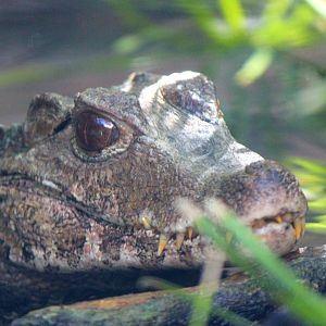 South America - Dwarf Caiman