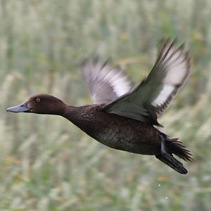 Tufted duck female