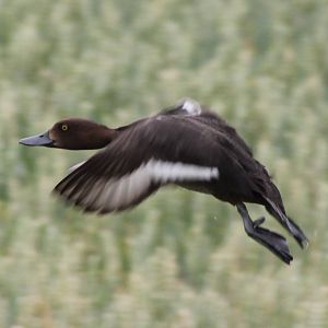 Tufted duck female