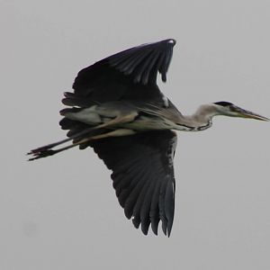 Grey heron