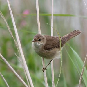 Reed warbler species