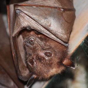 Malayan Giant Flying Fox