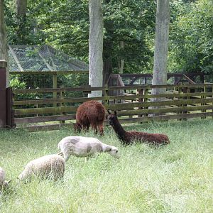 A change of scene for the Shetland Sheep and Alpacas, 11th July 2014