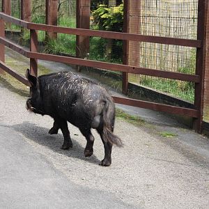 Pugwash makes his way home, 11th July 2014