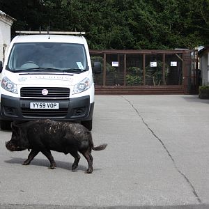 Pugwash makes his way home, 11th July 2014