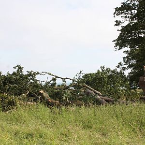 Fallen tree in the clifftop paddocks, 11th July 2014