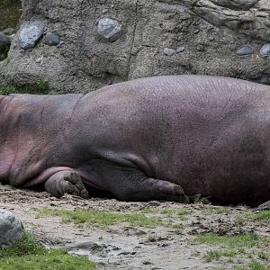 Hippo resting