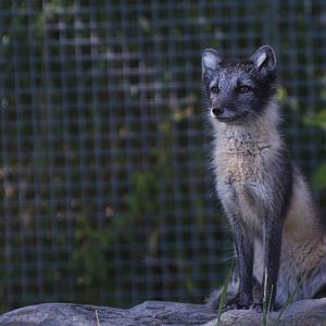 Arctic Fox