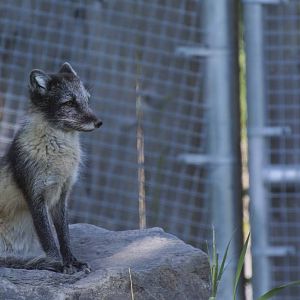 Arctic Fox, again