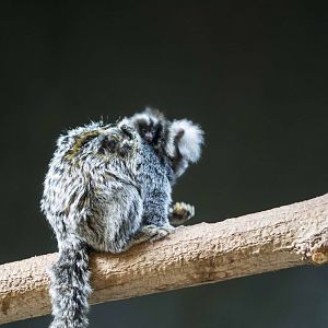 Marmoset baby