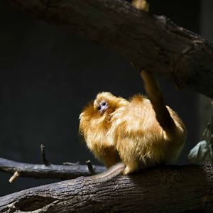 Golden Lion Tamarin baby