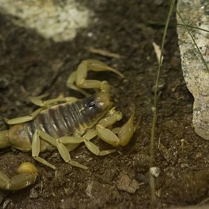 Desert Hairy Scorpion