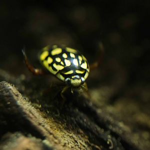 Sunburst Diving Beetle