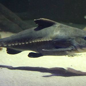 Ripsaw catfish