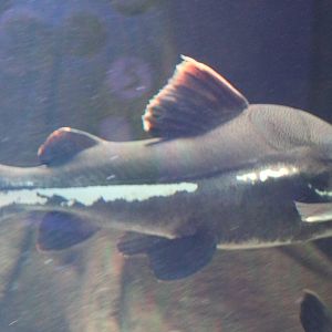 Red-tailed giant catfish