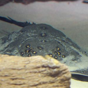 Freshwater stingray species