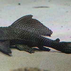 Plecostomus