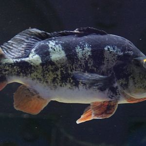 Peacock bass