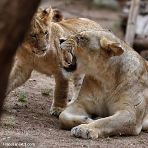 night zoo, july 11, 2014