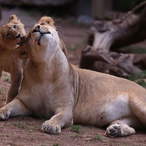 night zoo, july 11, 2014