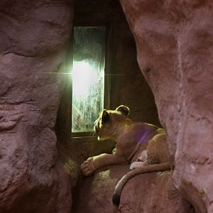 night zoo, july 11, 2014