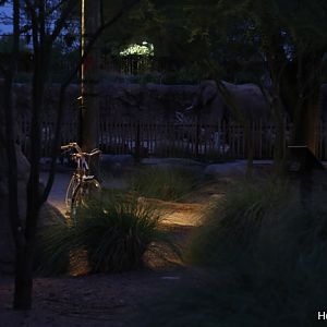 night zoo, july 11, 2014