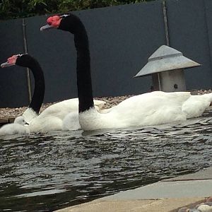 Black-necked Swan family