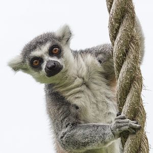 Ring-tailed lemur : Whipsnade : 05 Jul 2014