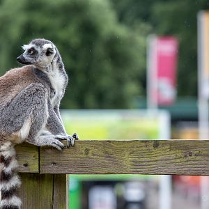 Ring-tailed lemur : Whipsnade : 05 Jul 2014