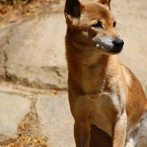 Africa Rocks - New Guinea Singing Dog