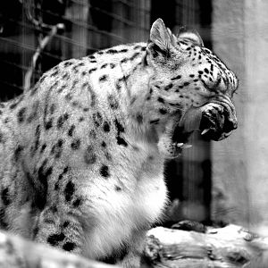 Big Cat Trail - Snow Leopard