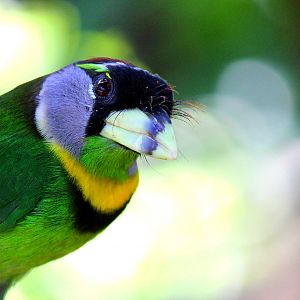 Owens Aviary - Fire Tufted Barbet