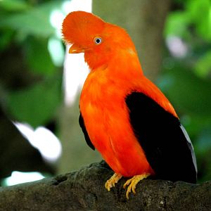 Parker Aviary - Andean Cock-of-the-Rock
