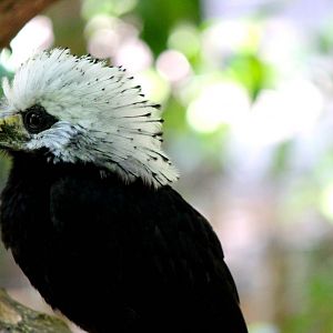 Scripps Aviary - West African Long tailed Hornbill