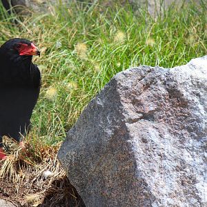 Africa Rocks - Bateleur Eagle