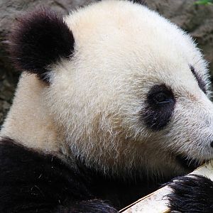 Panda Canyon - Giant Panda