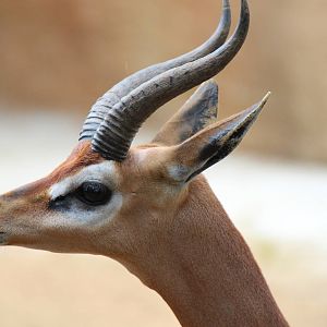 Northern Frontier - Gerenuk