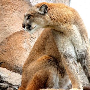 Northern Frontier - Mountain Lion