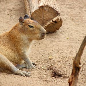 Elephant Odyssey - Baby Capybara
