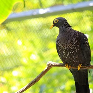 Scripps Aviary - African Olive Pigeon