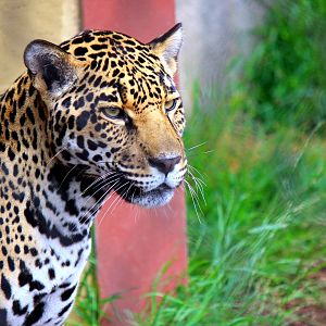 Elephant Odyssey - Jaguar