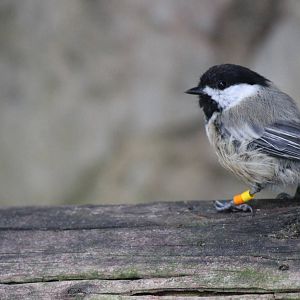 Northern Frontier - Black Capped Chickadee