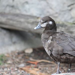 Northern Frontier - Harlequin Duck