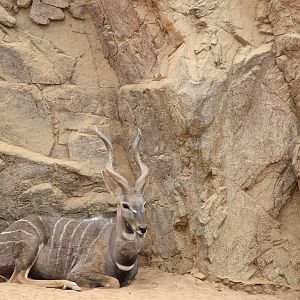Northern Frontier - Lesser Kudu